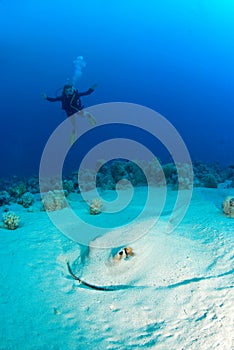 Woman diver with a ray