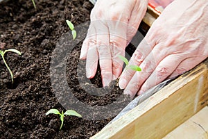 Woman dives sprouts of tomatoes into the ground