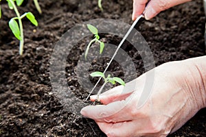 Woman dives sprouts of tomatoes into the ground