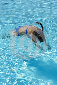 Woman diving in the swimming pool. Young beautiful girl swimming in pool. Brunette relaxing in clear warm water on sunny day. Top