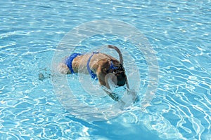 Woman diving in the swimming pool. Young beautiful girl swimming in pool. Brunette relaxing in clear warm water on sunny day. Top