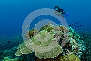 woman divng over a massive coral construction