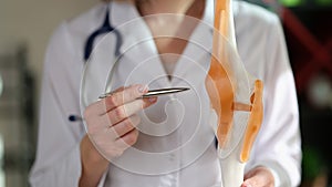 Woman doctor demonstrating human anatomy model of knee, knee-joint