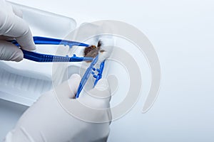 Woman doctor hands holding forceps keeping up cotton ball with Povidone Iodine antiseptic