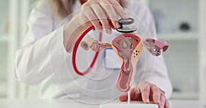 Woman doctor uses stethoscope on uterus model for explanation