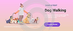 woman dog handler walks with pets best friends domestic animals walking service volunteering pet care concept horizontal