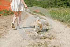 woman with dog. Happy woman walking with white dog the road along a blooming poppy field on a sunny day, She is wearing