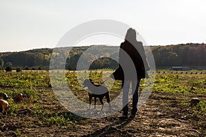 Woman and dog in pumpkin patch outdoor Thanksgiving and Halloween activity pumpkin picking landscape in autumn background