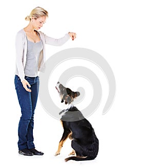 Woman, dog training and studio with reward for learning, greeting and smile by white background. Trainer, teaching and