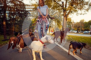 Woman dog walker with dogs enjoying in walk city