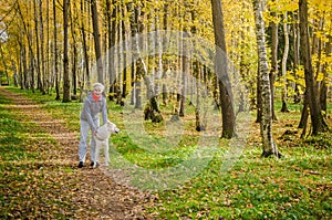 Woman with dog walking in the birch alley