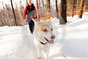 Woman and dog walking in winter mountains