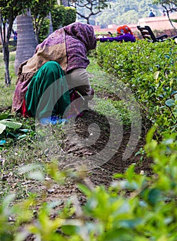 A Woman doing hardwork to earn money.