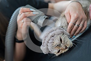 A woman dries a cat with a hair dryer in a grooming salon.