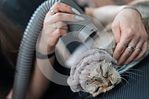 A woman dries a cat with a hair dryer in a grooming salon.
