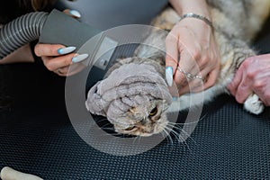 A woman dries a cat with a hair dryer in a grooming salon.