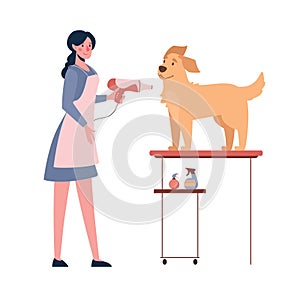 The woman dries the dog with a hair dryer. Dog grooming. Vector illustration isolated on white background. Cartoon style