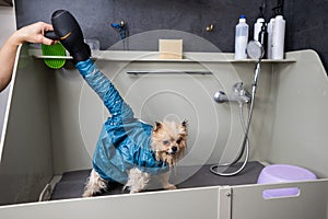 A woman dries her hair with a hair dryer in a beauty salon. Folded dryer for dogs. Portable pet drying suit.