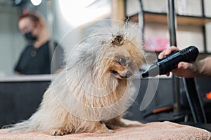 A woman dries a Pomeranian with a hair dryer after washing in a grooming salon.