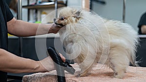 A woman dries a Pomeranian with a hair dryer after washing in a grooming salon.