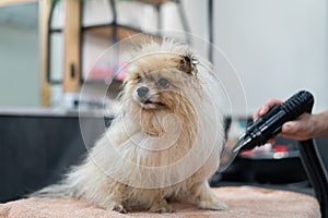 A woman dries a Pomeranian with a hair dryer after washing in a grooming salon.