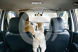 Woman driving a car with an excited white dog sitting beside her, enjoying the ride.