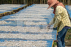 The woman is drying the anchovies under the sun and prepare for