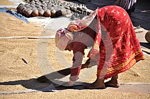 Woman drying rice