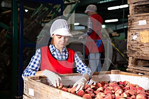 Woman employee working at a fruit warehouse, preparing a peaches for packaging