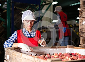 Woman employee working at a fruit warehouse, preparing a peaches for packaging