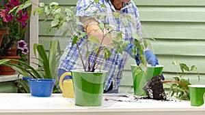A woman is engaged in transplanting indoor plants on the street