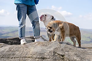 woman with English bulldogs on top of mountain at Peak District on warm sunny day. Dog training. Free time concept