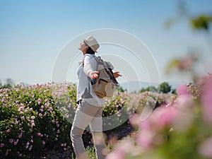 Field of roses in sunny summer day