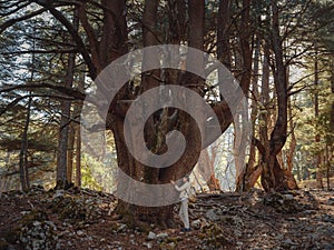 woman enjoys nature, beautiful forest in mountains