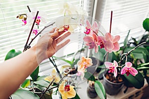 Woman enjoys orchid flowers on window sill. Girl taking care of home plants. Golden apple, Narnonne, Mountion blooming photo