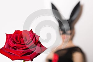 Woman in an erotic black mask of a hare in the background. rose in the foreground. White background