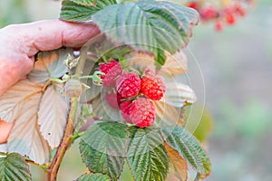 A woman examines the fruits of ripe Maravilla raspberries on a bush. Large varieties of raspberries grow on the farm photo