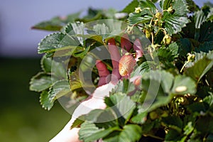 Woman examines strawberry plant in garden, hand close-up