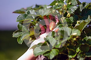 woman examines strawberry plant in garden, hand close-up