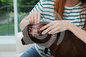 Woman examining her dog`s ear for ticks at home