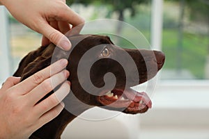 Woman examining her dog`s skin for ticks at home, closeup