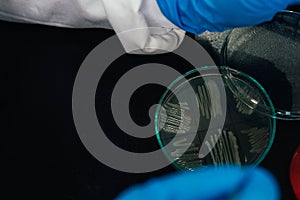 Woman Examining Petri Dishes In The Lab