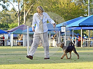 Woman exhibitor walking Airedale Terrier puppy in dog show ring