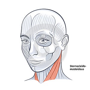 Woman Face Anatomy Sternocleidomastoideus Neck Muscle vector illustration