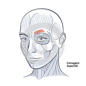 Woman Face Corrugator Supercilli Deep Muscle vector illustration