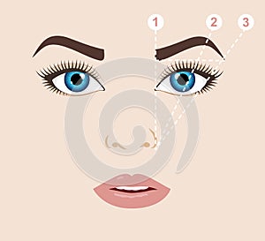 Woman face and eyebrow scheme mapping. Trimming. Vector illust