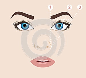 Woman face and eyebrow scheme mapping. Trimming. Vector illust photo