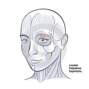 Woman Face Levator Palpebrae Superioris Muscle vector illustration