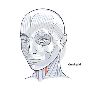 Woman facial anatomy omohyoid neck muscle vector illustration