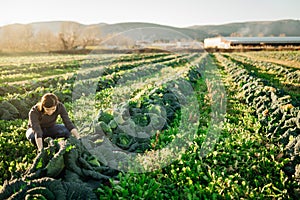 Woman farmer agronomist inspecting cabbage crops growing in the farm field.Vegetable farming.Sustainable ecological grow.Examining